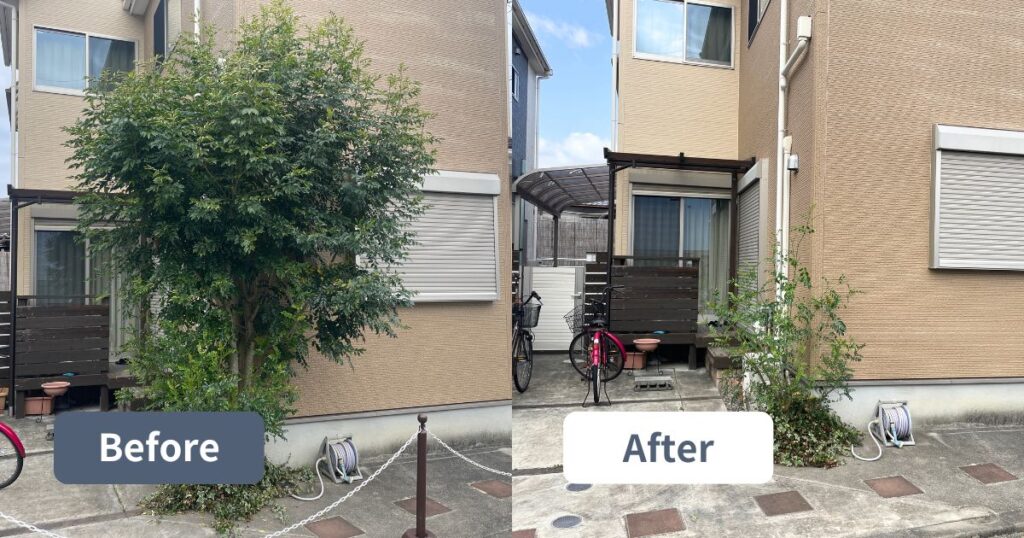 シマトネリコの強剪定で自然な樹形にリセット｜寝屋川市
