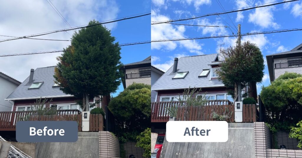 高くなりすぎたレイランディの木を安全に強剪定｜大阪府吹田市