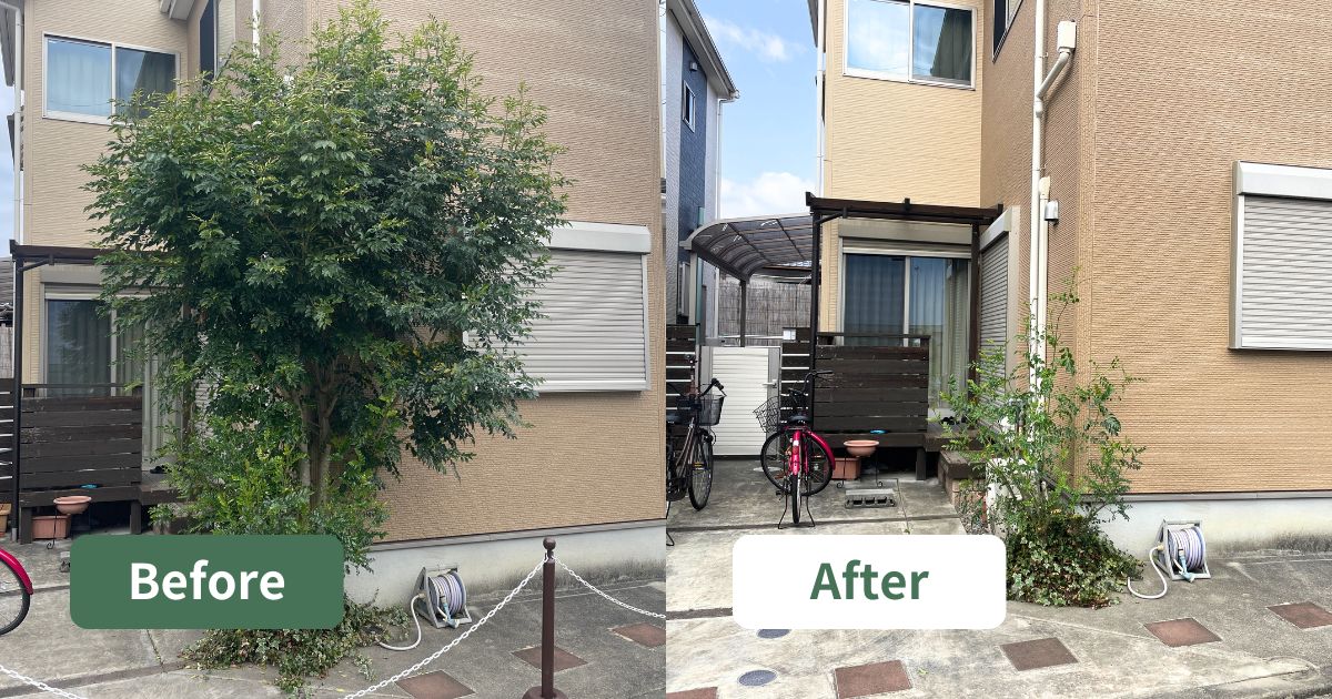 シマトネリコの強剪定で自然な樹形にリセット｜寝屋川市