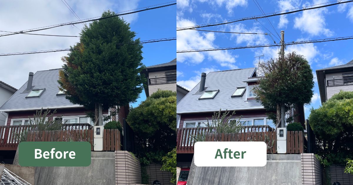 高くなりすぎたレイランディの木を安全に強剪定｜大阪府吹田市