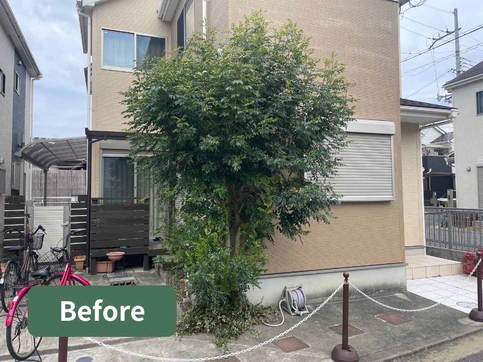 寝屋川市のシンボルツリー（シマトネリコ）の剪定作業前の写真