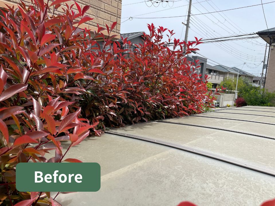 カーポート周辺のレッドロビンの剪定の作業前の写真