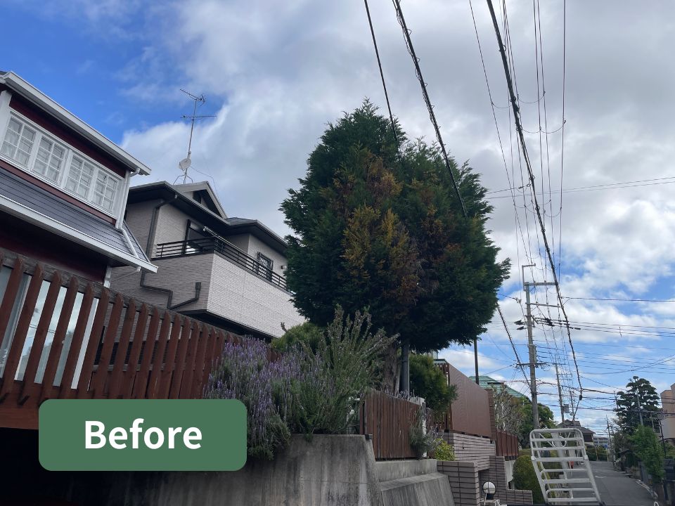 吹田市の個人宅の庭にある高くなりすぎた木（レイランディ）の強剪定作業前の写真