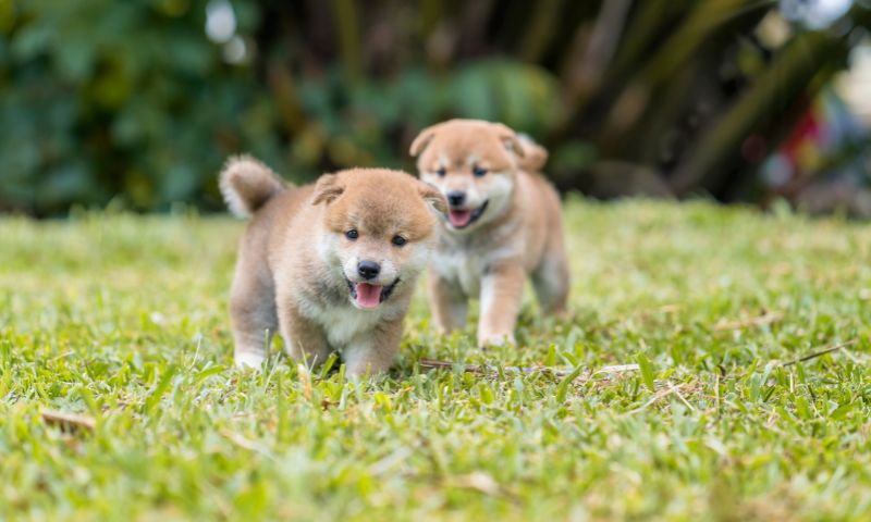 庭で遊ぶ2匹の子犬の写真