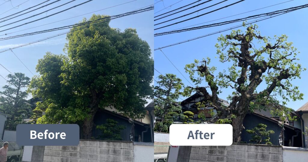 高さ12m超の大木クスノキをスッキリ剪定｜大阪府八尾市