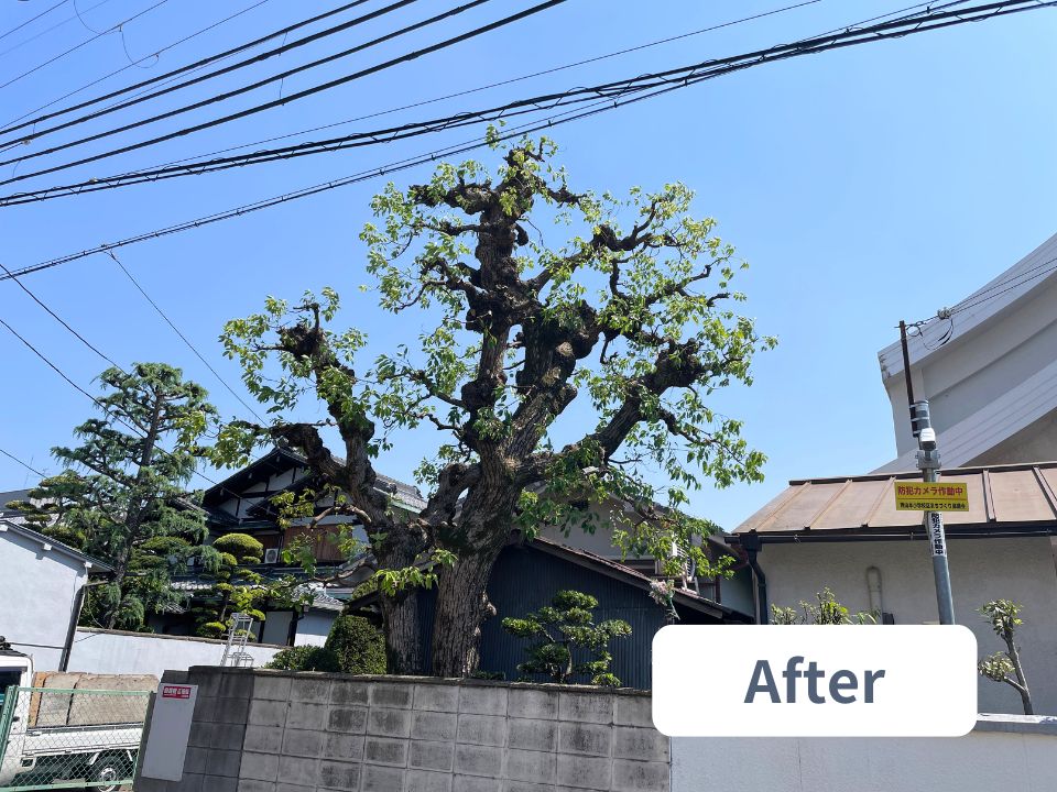 大阪府八尾市の個人宅の高さ12m以上ある大きな樹木の剪定作業後の写真