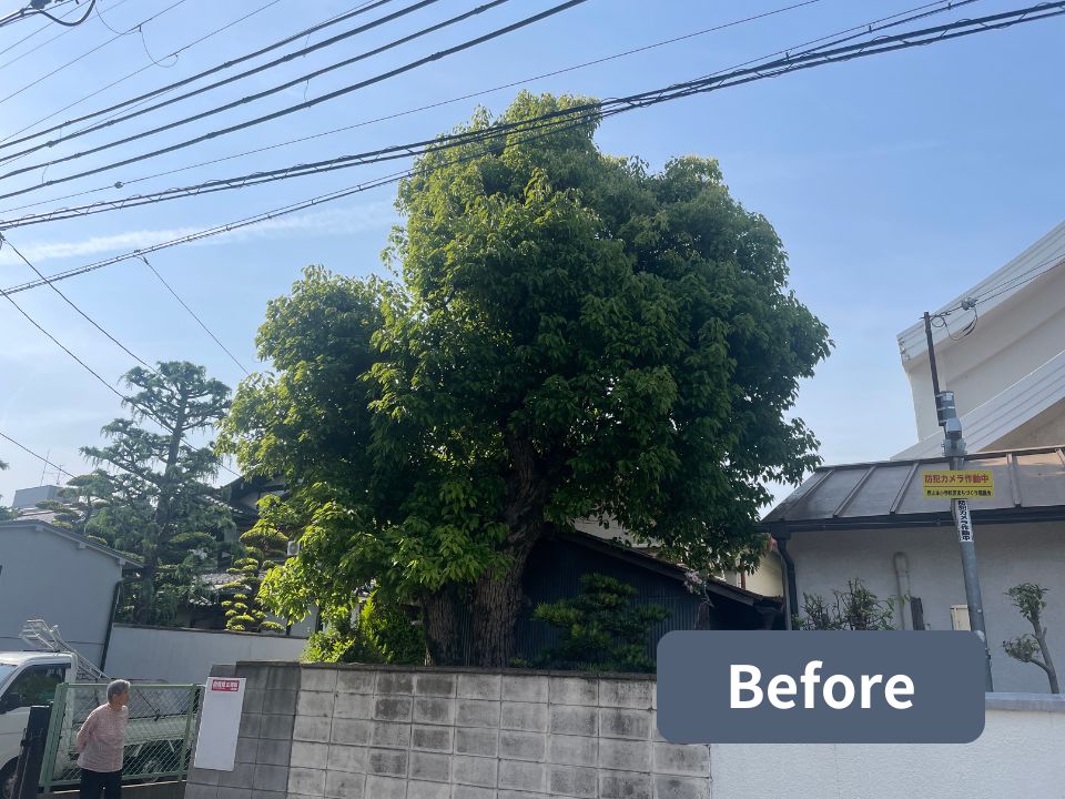 大阪府八尾市の個人宅の高さ12m以上ある大きな樹木の剪定作業前の写真