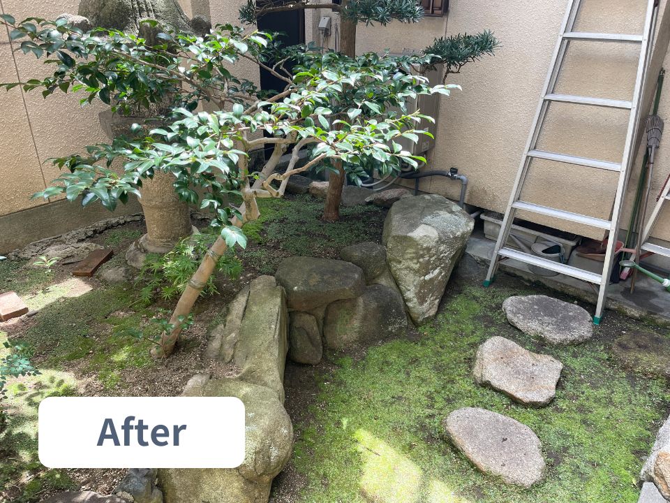 阿倍野区の個人宅の坪庭のカンツバキ剪定作業後の写真