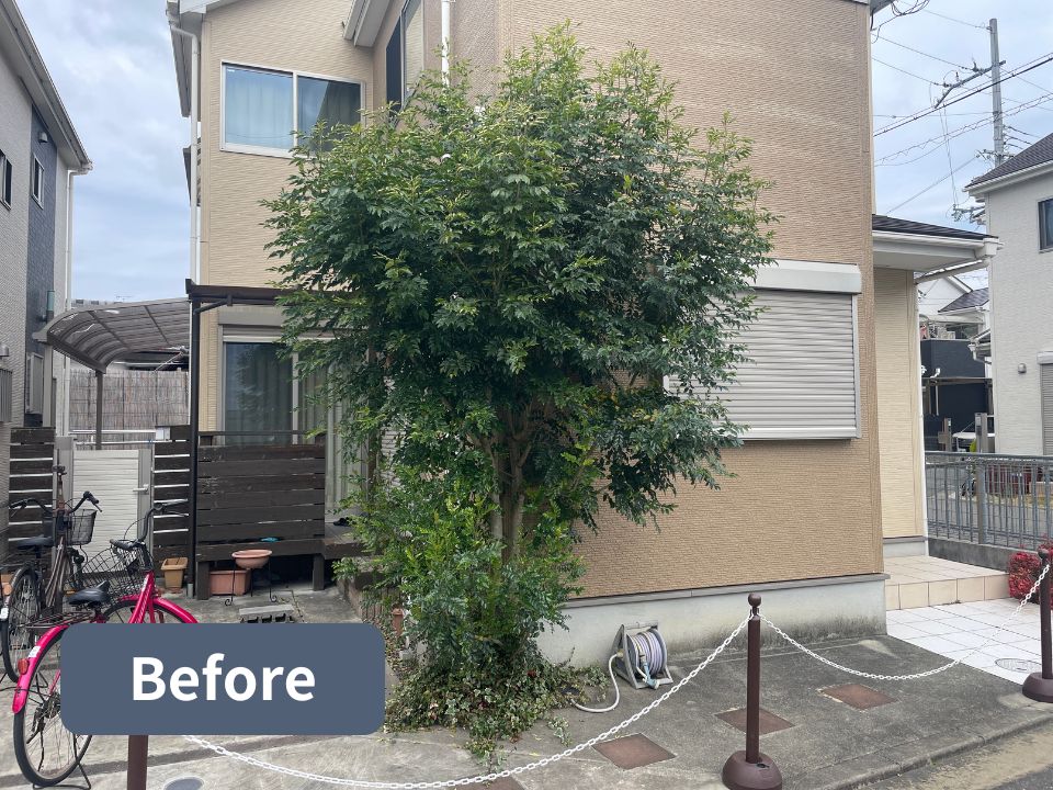 寝屋川市の個人宅のシマトネリコ強剪定作業前の写真