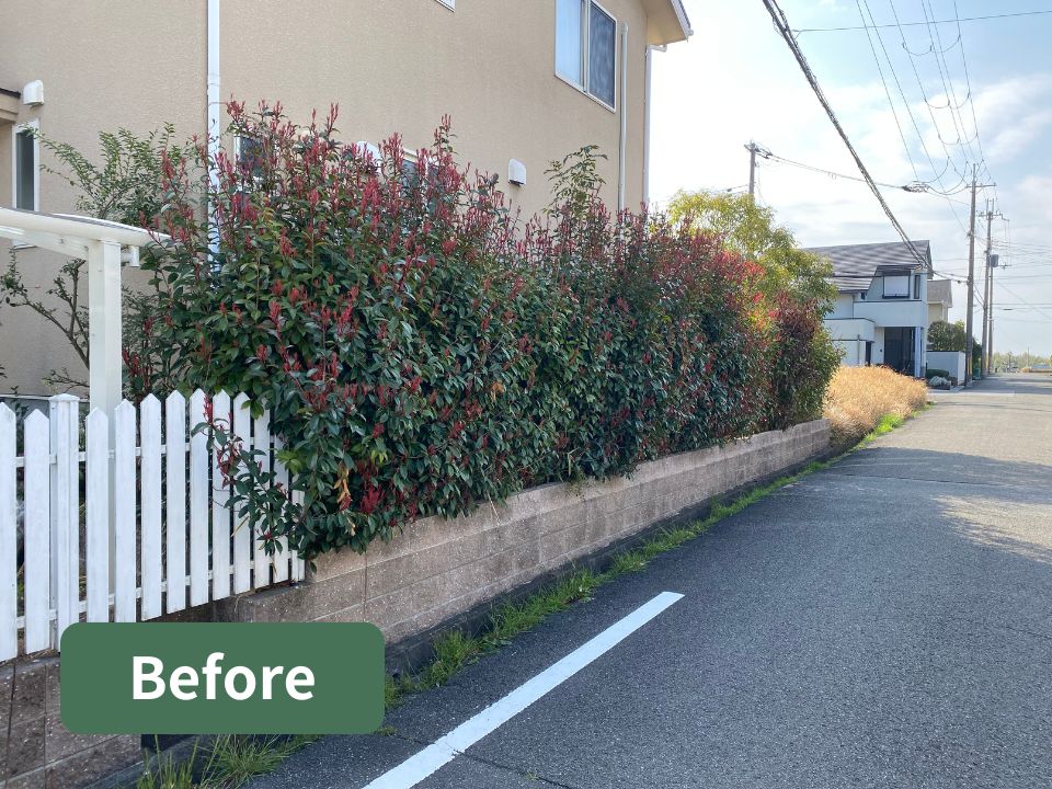 柏原市の個人宅のレッドロビンの生垣剪定前の写真