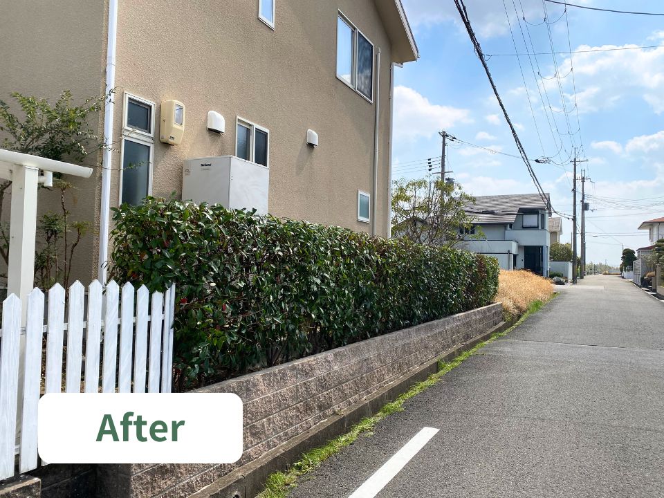 柏原市の個人宅のレッドロビンの生垣剪定後の写真