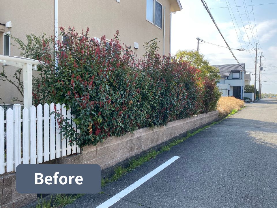 柏原市の個人宅のレッドロビンの生垣剪定前の写真
